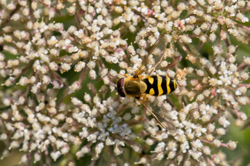 Hoverfly species on a flowerhead, Cornwall, England, UK.