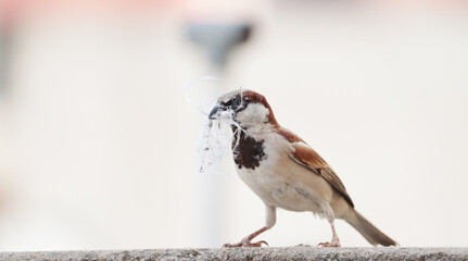 single sparrow hold nest piece in the beak
