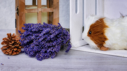 Guinea pig with a bunch of lavender