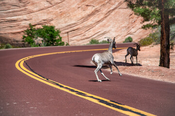 Bighorn Sheep Ewe crossing the highway in Zion National Park, USA