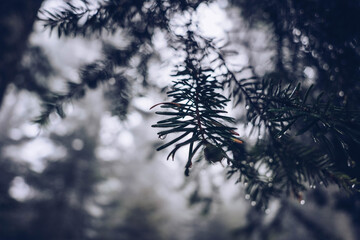 Obraz premium Garden green tree behind Frosted glass