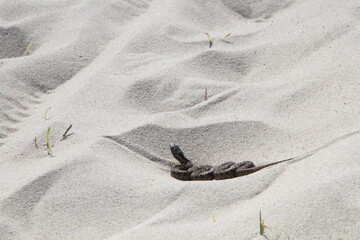 Schlange im Sand in Dänemark