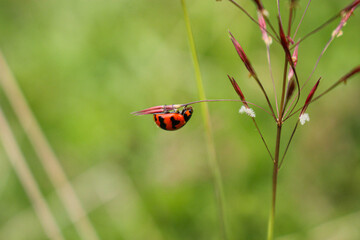 Fototapeta na wymiar beaulyful Ladybug rests on a flower, blur background image
