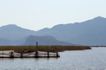 Dalyan river is populer tourist destination in Turkey. River hosts the caretta caretta and many birds and fishs. 