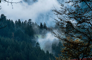 Fog lingers in the mountains of the Black Forest, Germany, in early May