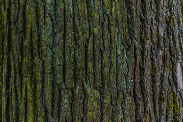 Textured relief rough bark with green and turquoise moss, lichen. Pine tree trunk
