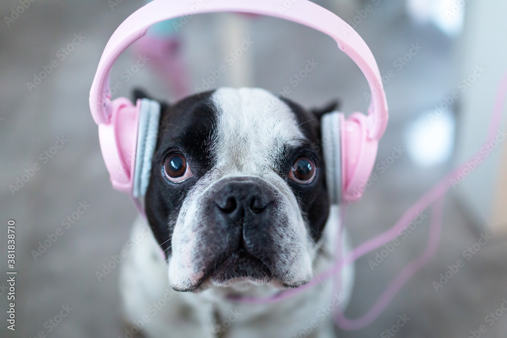 Wall mural French bulldog listens to the music on pink headphones at home.