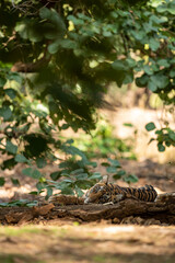 wild tiger cub resting under shade of tree during hot summers at national park of central india forest - panthera tigris