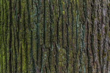 Pine tree trunk, vertical textured relief rough bark with light green and turquoise moss, lichen