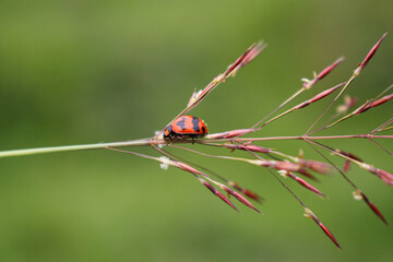beaulyful Ladybug rests on a flower, blur background image