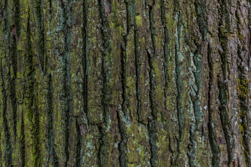 Close up textured relief rough bark with green and turquoise moss, lichen. Pine tree trunk