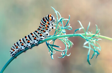 Macro shots, Beautiful nature scene. Close up beautiful caterpillar of butterfly  
	
