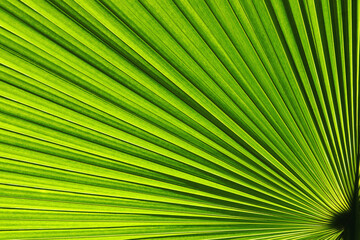Tropical Palm Leaf as Natural Background