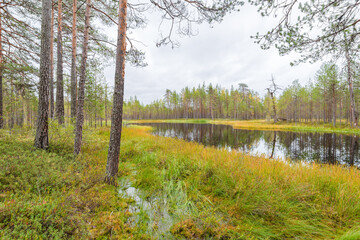 Small autumn lake in the taiga of the Arkhangelsk region, northern Russia