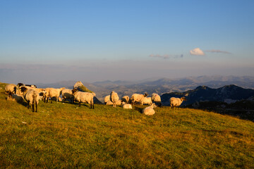 Obraz premium Sheep in sunset on Durmitor mountain in Montenegro
