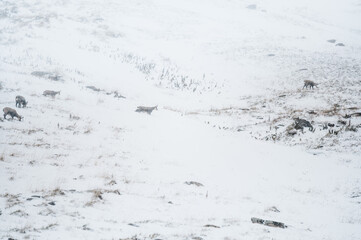 herd of chamois in snow blizzard in Grindelwald