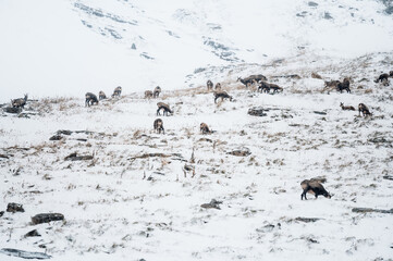 herd of chamois in snow blizzard in Grindelwald