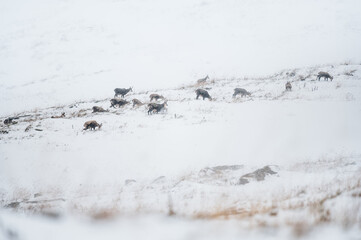 herd of chamois in snow blizzard in Grindelwald