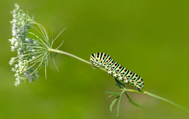 Macro shots, Beautiful nature scene. Close up beautiful caterpillar of butterfly  
	
