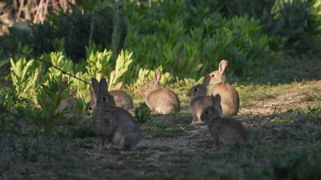 Wildkaninchen (Oryctolagus cuniculus)