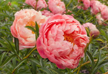 Beautiful japanese delicate pink peony. Paeonia "Coral charm" in the botany in Poland.