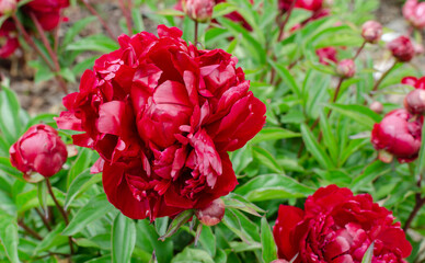 Beautiful japanese deep red teddy peony. Paeonia 