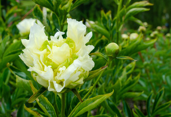 Beautiful japanese white peony with green and light yellow middle. Paeonia "Goldmine" in the botany in Poland. © I_love_life