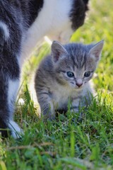 Little cute gray tabby kitten walking on green grass with mom cat on a sunny summer day. Cat family in the summer garden. The cat takes care of its baby.