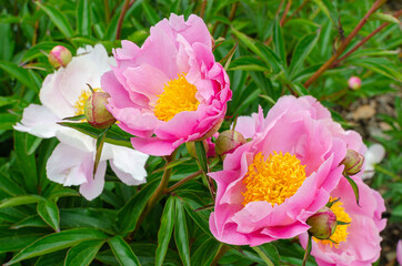 Obraz premium Beautiful japanese light pink peony with yellow middle. Paeonia 