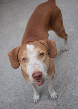 Indian domestic pet dog looking upwards