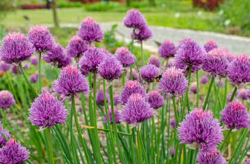 Allium schoenoprasum 