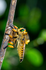 Macro shot of a robber fly in the garden