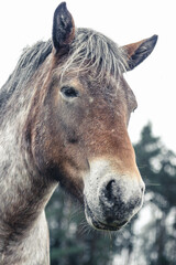 portrait of a horse