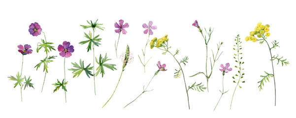 Obraz na płótnie Canvas Set of watercolor wild flowers of tansy, geranium and carnation