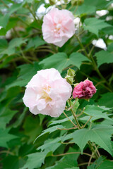 Obraz premium フヨウ