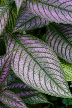 ストロビランテス Images Browse 21 Stock Photos Vectors And Video Adobe Stock ストロビランテス Images Browse 21 Stock Photos Vectors And Video Adobe Stock