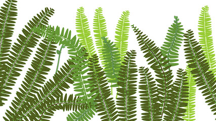 Background with green fern leaves isolated on white