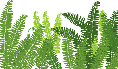 Background with green fern leaves isolated on white