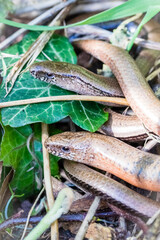 Blindschleichen - Anguis fragilis