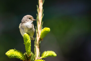 Zilpzalp  oder Weidenlaubsänger - Phylloscopus collybita