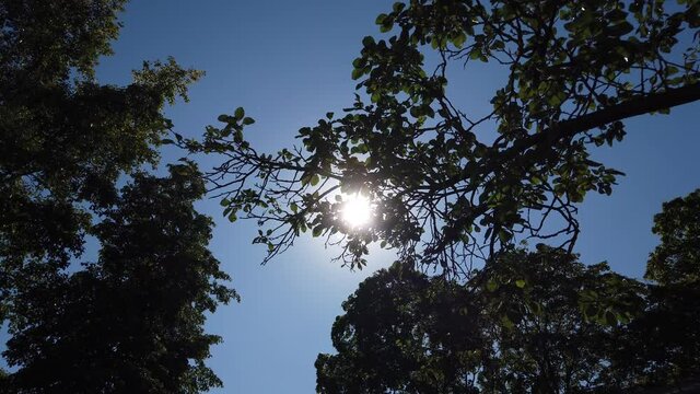 rays of the sun make their way through the folio and branches ,dolly camera shot
