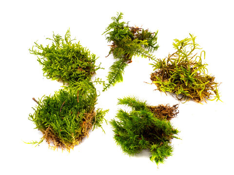 verschiedene Moosarten aus dem Wald isoliert