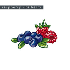 sketch_raspberry_bilberry_two_and_six