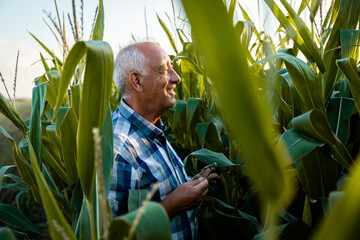 Portrait of senior farmer standing in corn field examining crop at sunset.