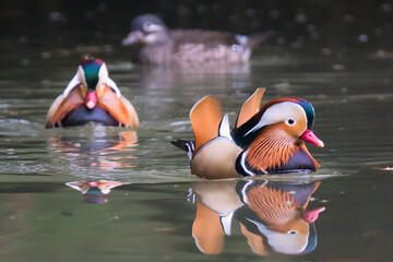 Mandarinente / Mandarinenten - Paar im See, Teich / Männchen - Weibchen