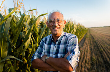 Naklejka na ściany i meble Portrait of senior farmer standing in corn field examining crop at sunset.
