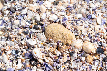 Seashells background, lots of amazing seashells on ground at the beach