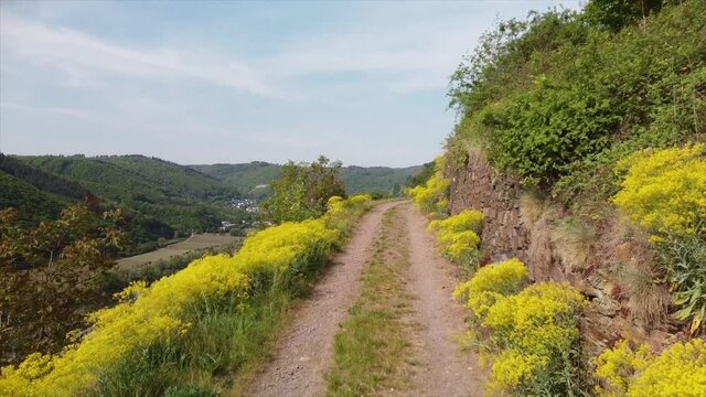 F&auml;rberwaid bl&uuml;ht am Apolloweg Valwig im Moseltal im Fr&uuml;hling