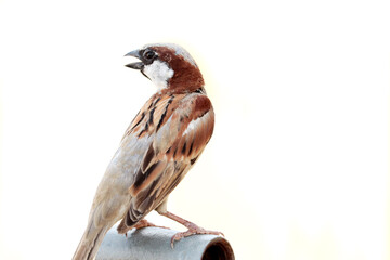 clousup of single sparrow sitting on a pipe