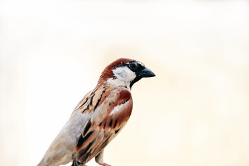 clousup of single sparrow sitting on a pipe